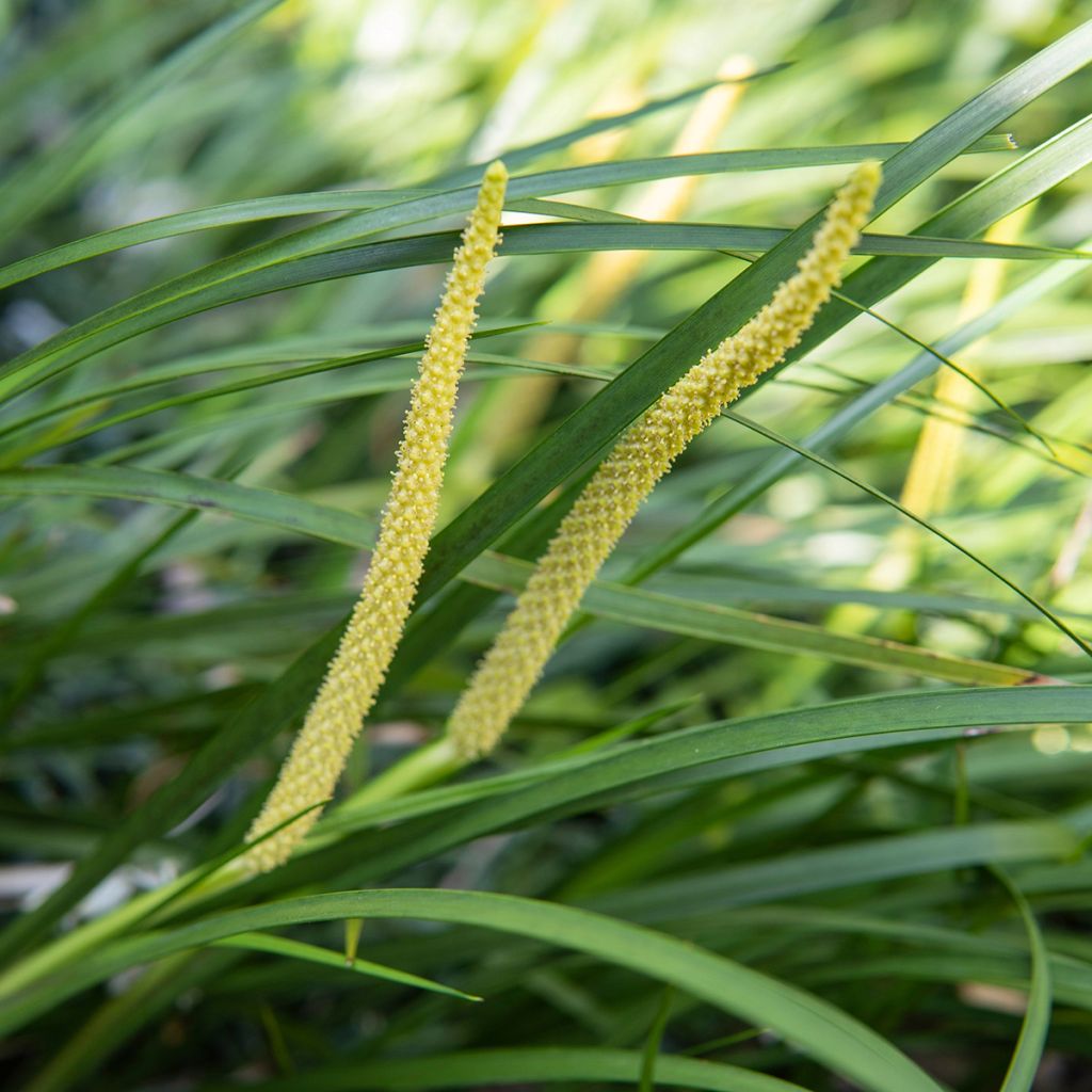Acorus gramineus - Gras-Kalmus