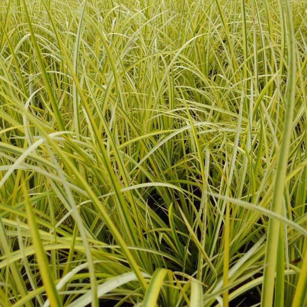 Acorus gramineus Ogon - Gras-Kalmus