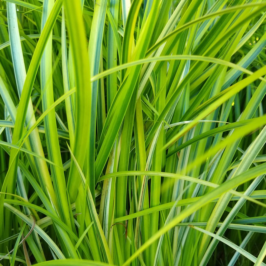 Acorus gramineus Ogon - Gras-Kalmus