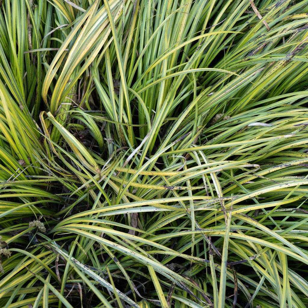 Acorus gramineus Ogon - Gras-Kalmus