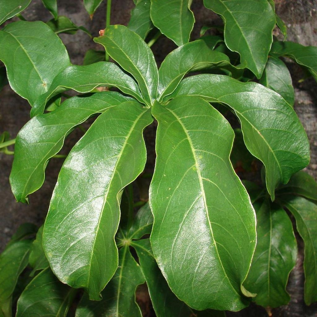 Adansonia digitata - Affenbrotbaum
