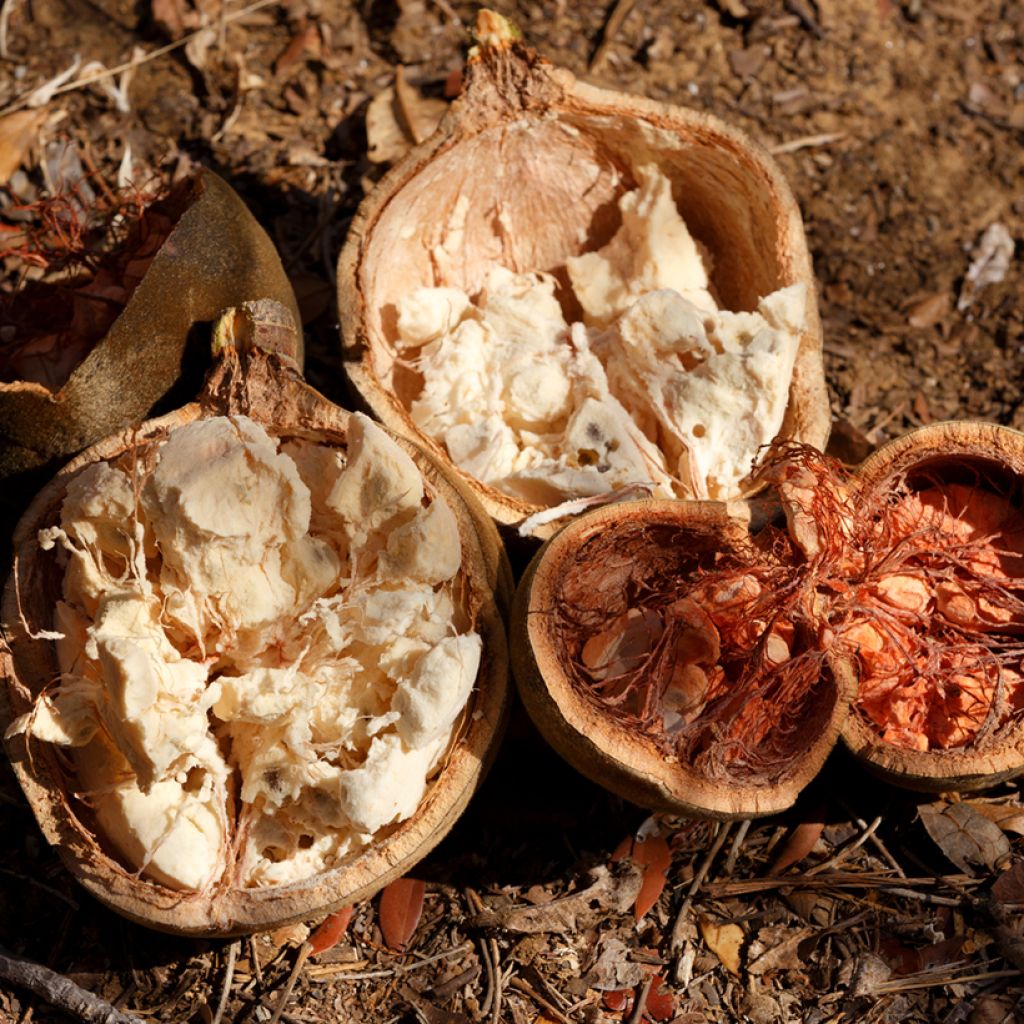 Adansonia madagascariensis - Affenbrotbaum auf Madagaskar