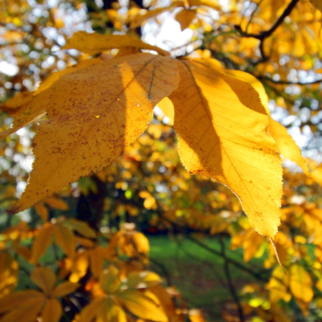 Gelbrote Pavie Koehnei - Aesculus pavia var. discolor