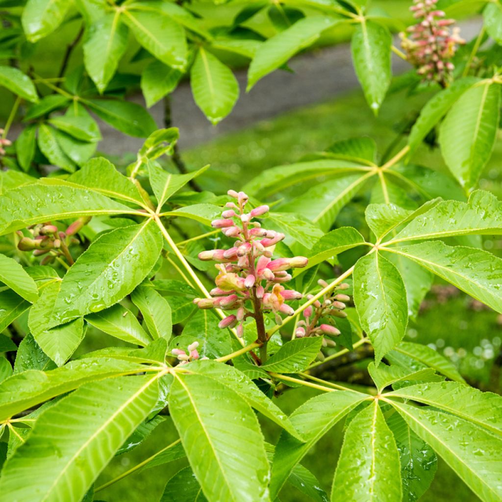 Gelbrote Pavie Koehnei - Aesculus pavia var. discolor