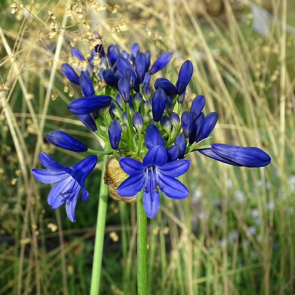 Agapanthe Flower of Love