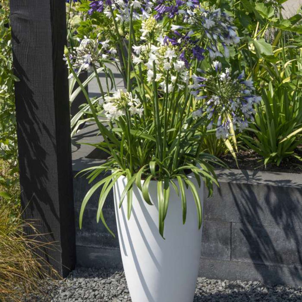 Agapanthus Three Sisters Mix - Schmucklilie