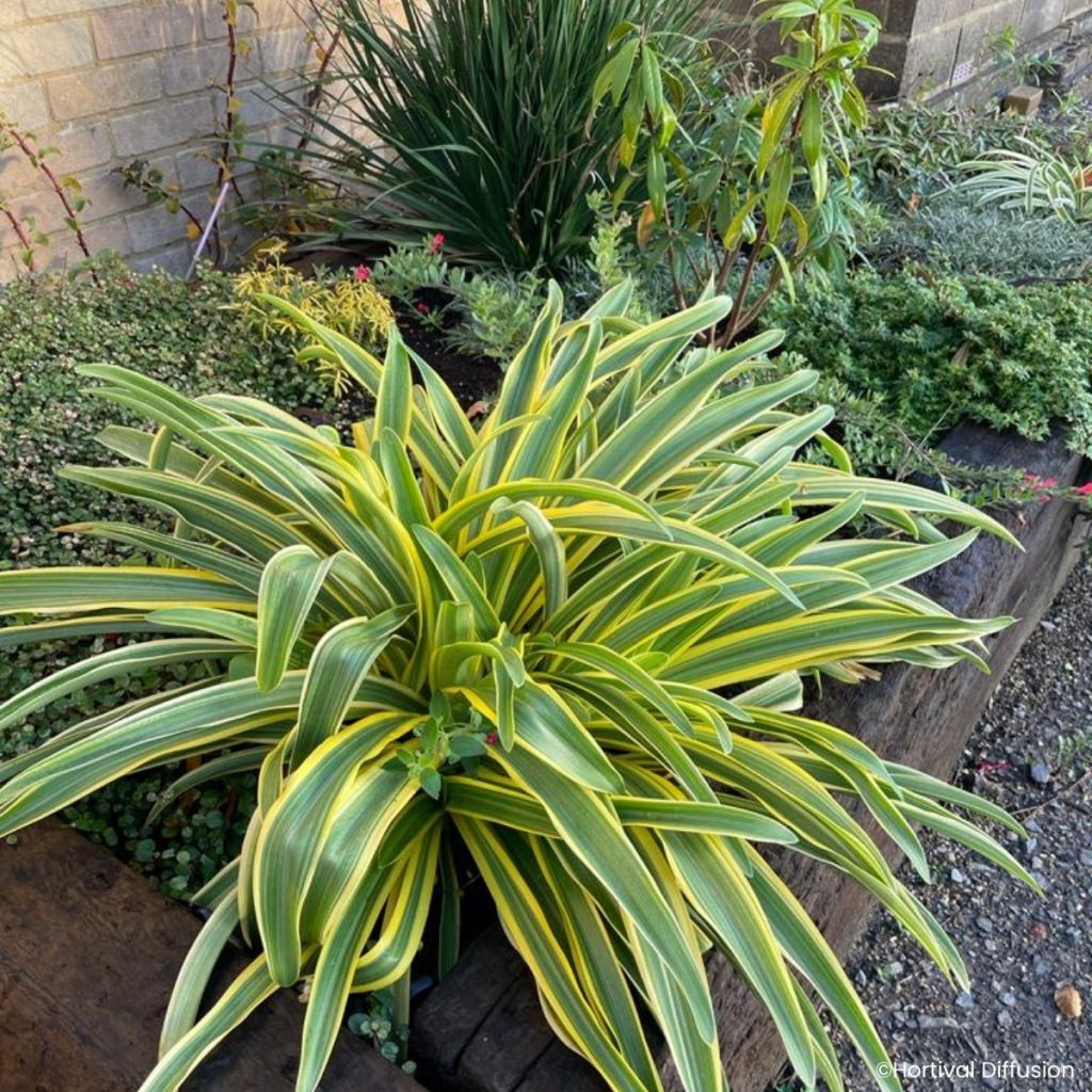 Agapanthus praecox Zambezi - Schmucklilie