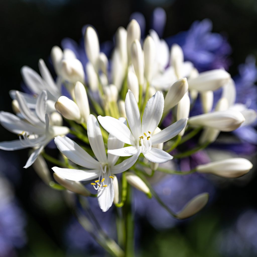Agapanthus Arctic Star - Schmucklilie