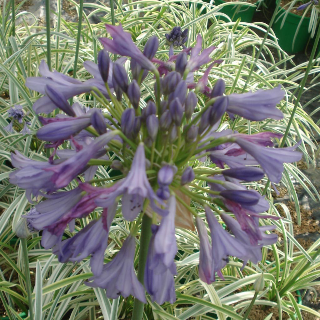 Agapanthe - Agapanthus Silver Moon®