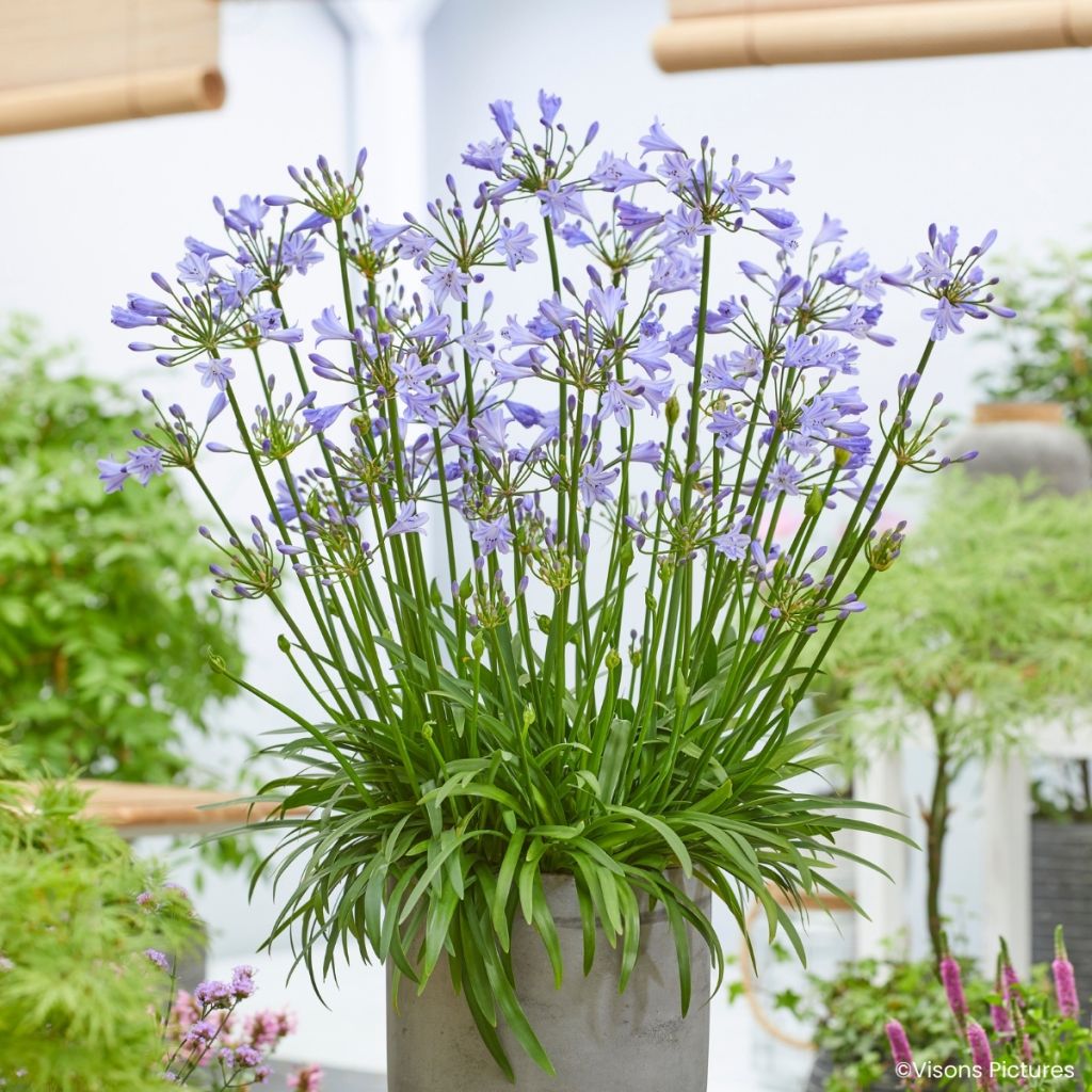Agapanthus Blue Baby - Schmucklilie