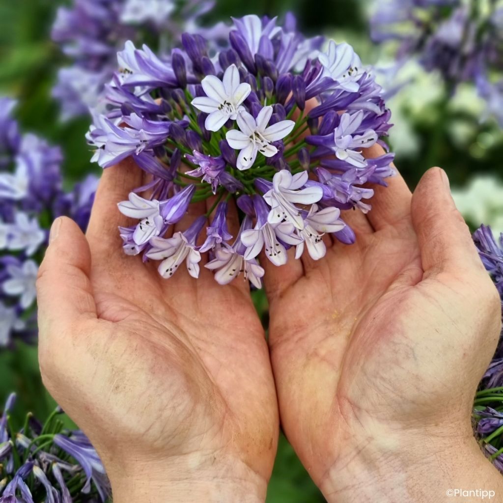 Agapanthus Everpanthus Midnight Moon - Schmucklilie