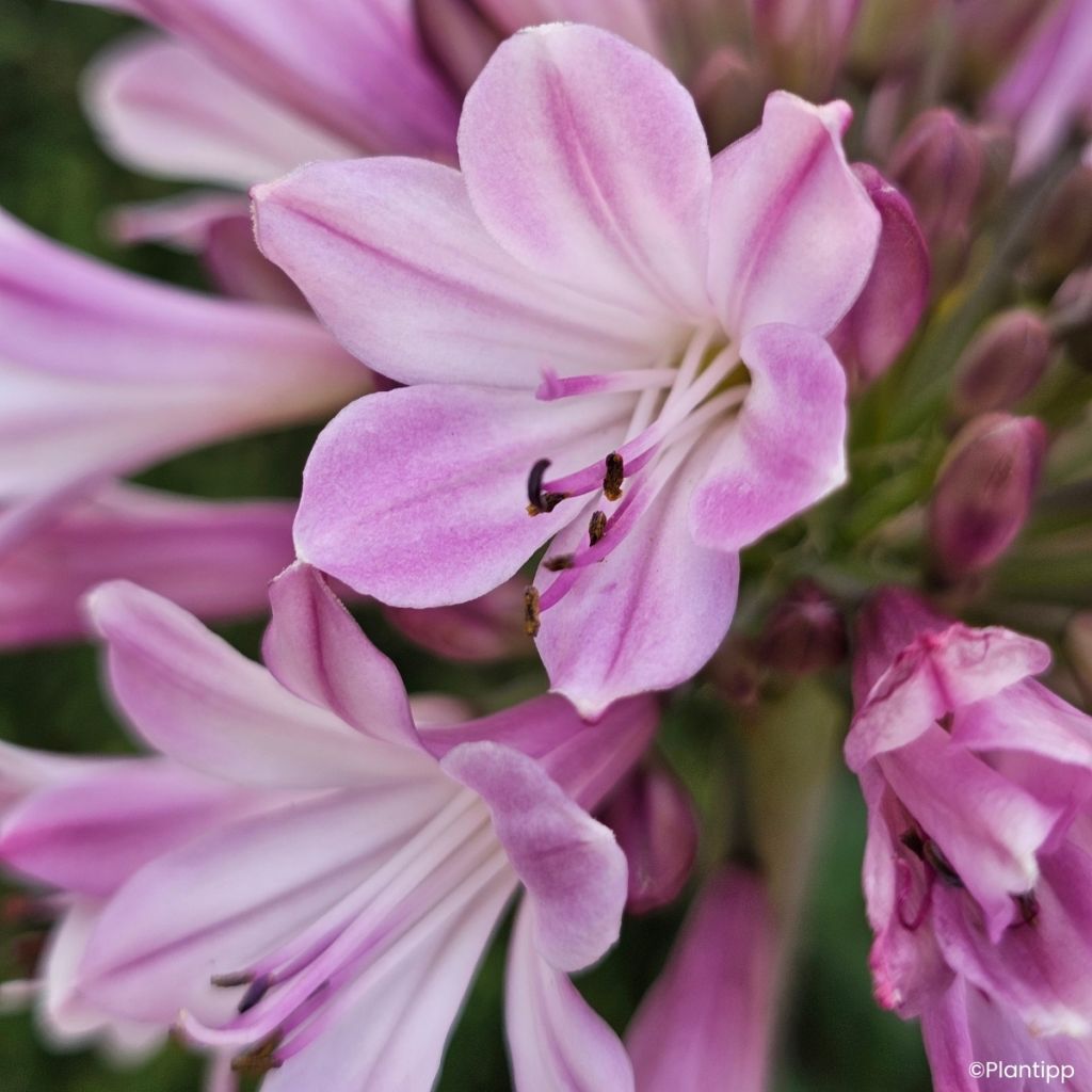 Agapanthus Poppin' Pink - Schmucklilie