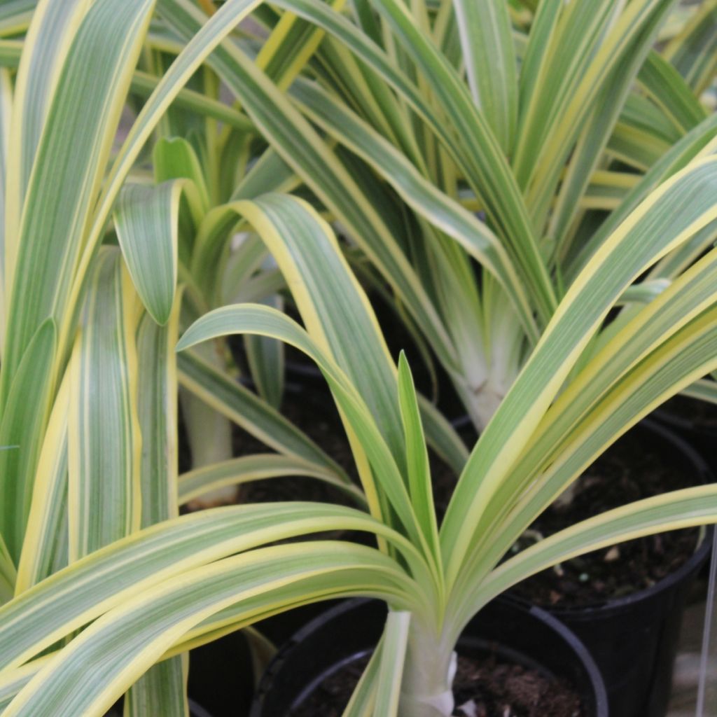 Agapanthus praecox Zambezi - Schmucklilie