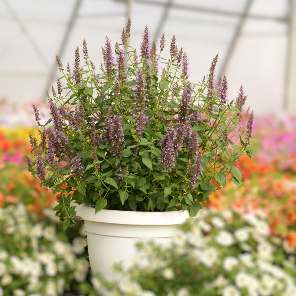Agastache foeniculum Celestia - Duftnessel