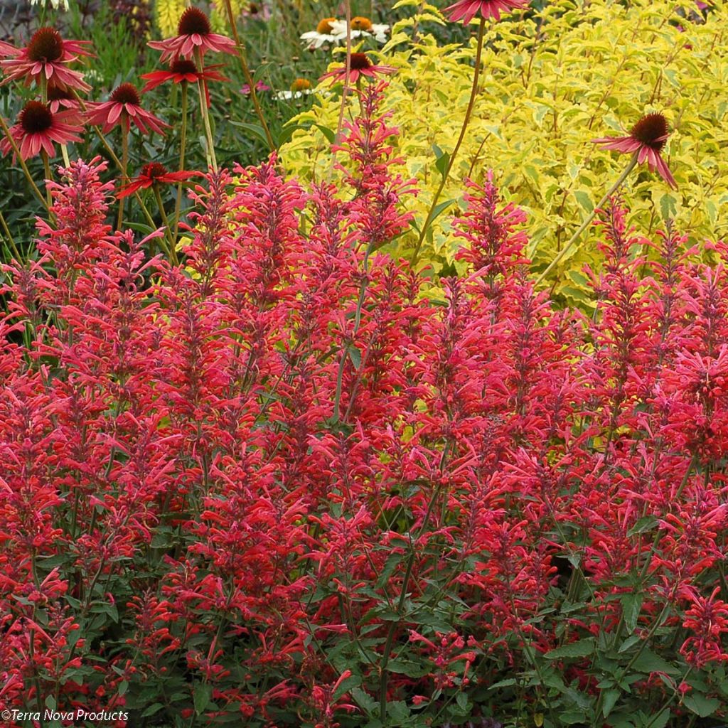 Agastache Kudo's Coral - Duftnessel