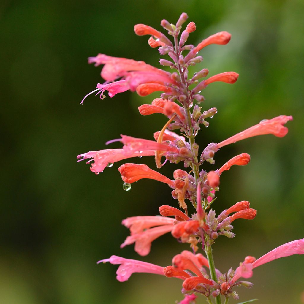 Agastache Kudo's Coral - Duftnessel