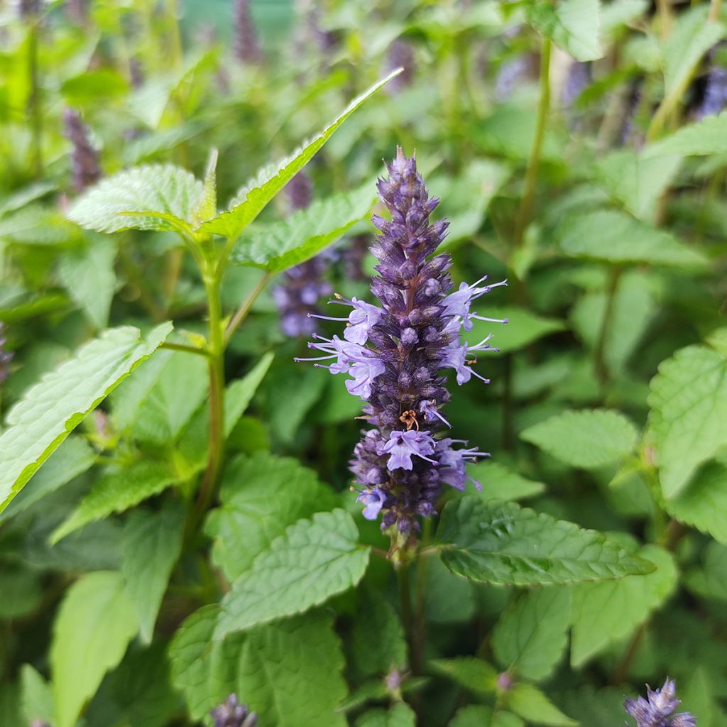 Agastache rugosa Little Adder - Duftnessel