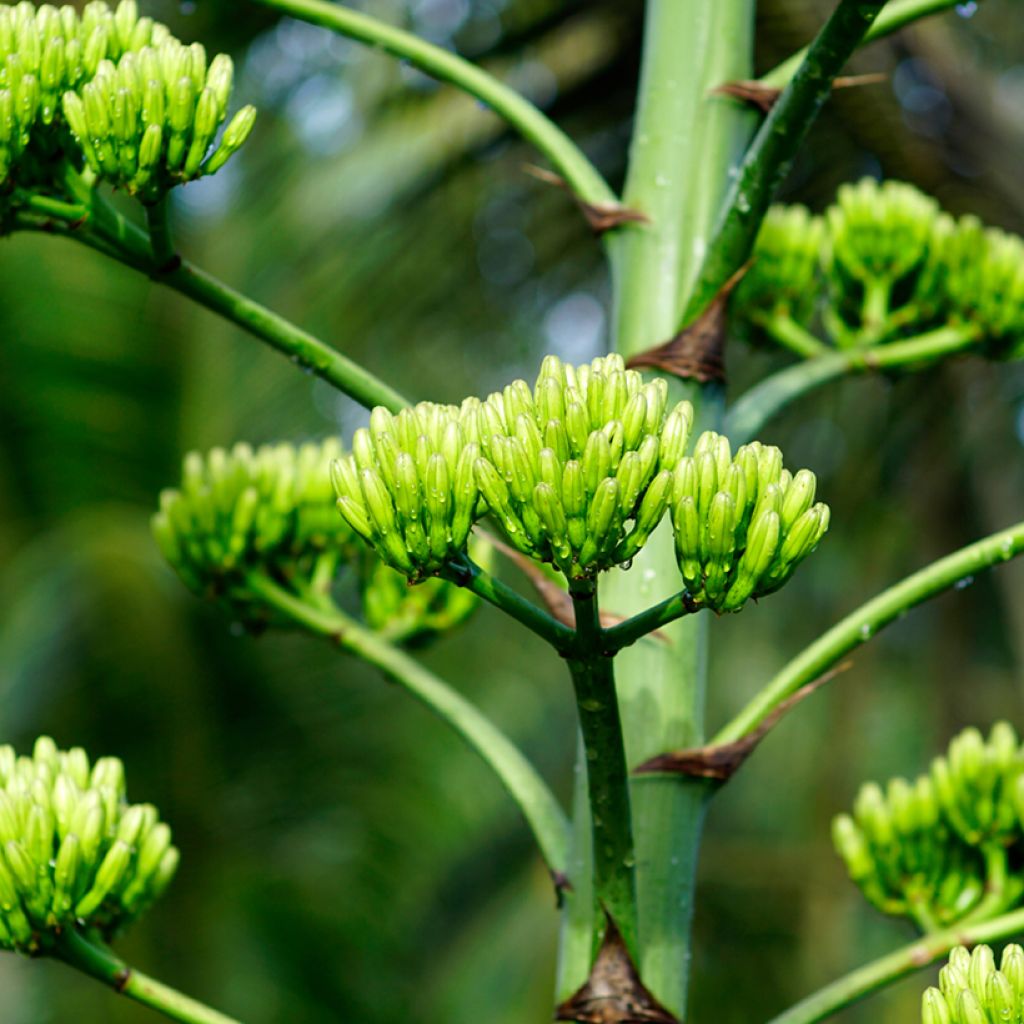 Agave chrysantha