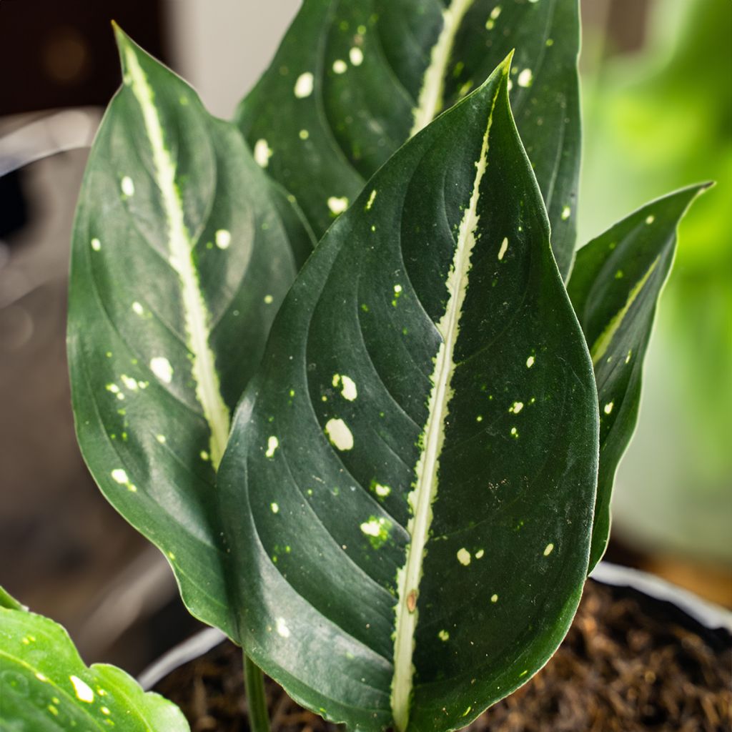 Aglaonema Toms Pride - Kolbenfaden