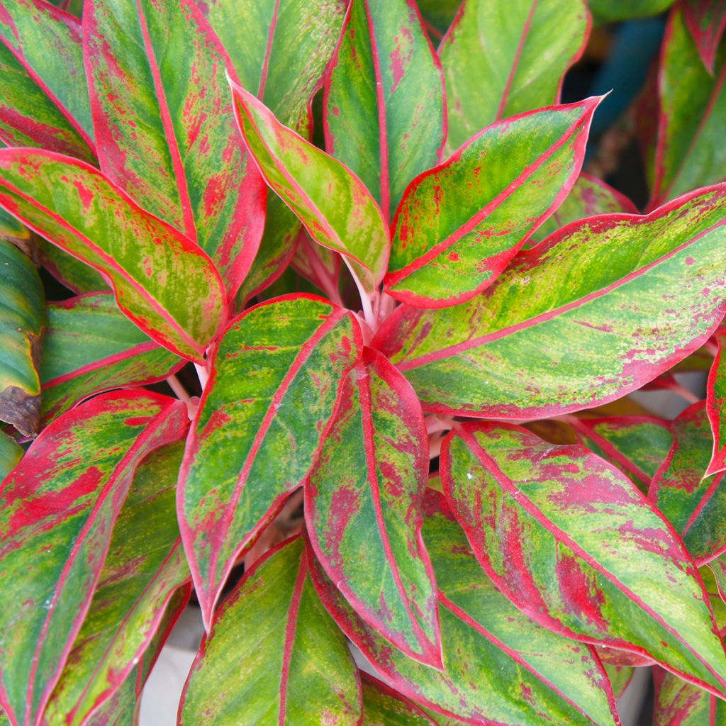 Aglaonema Siam Aurora - Kolbenfaden