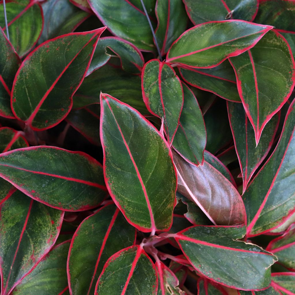 Aglaonema Siam Aurora - Kolbenfaden