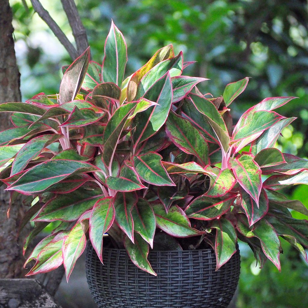 Aglaonema Siam Aurora - Kolbenfaden