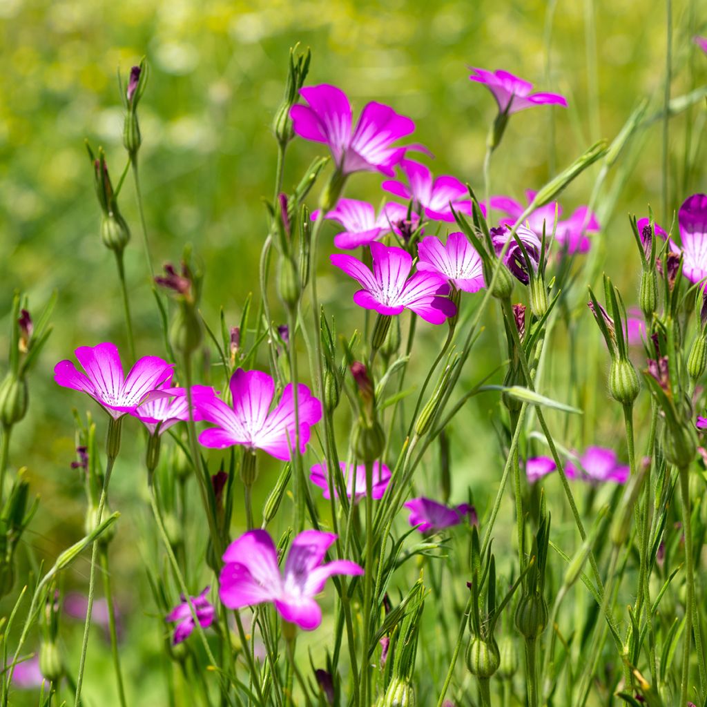 Agrostemma githago BIO (Samen) - Kornrade