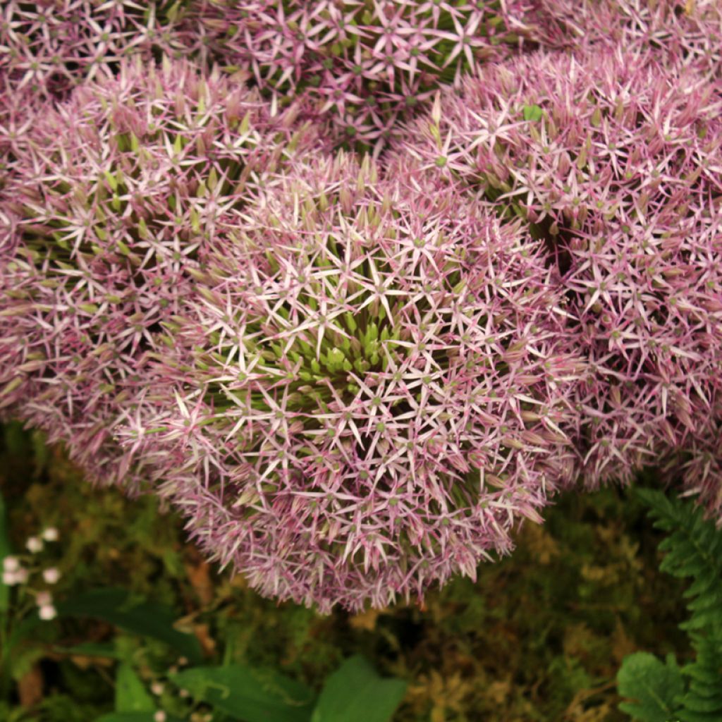 Allium Universe - Riesen-Lauch