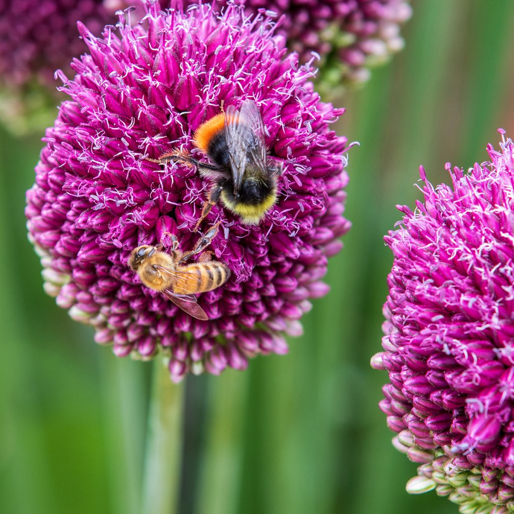 Allium sphaerocephalon - Kugellauch
