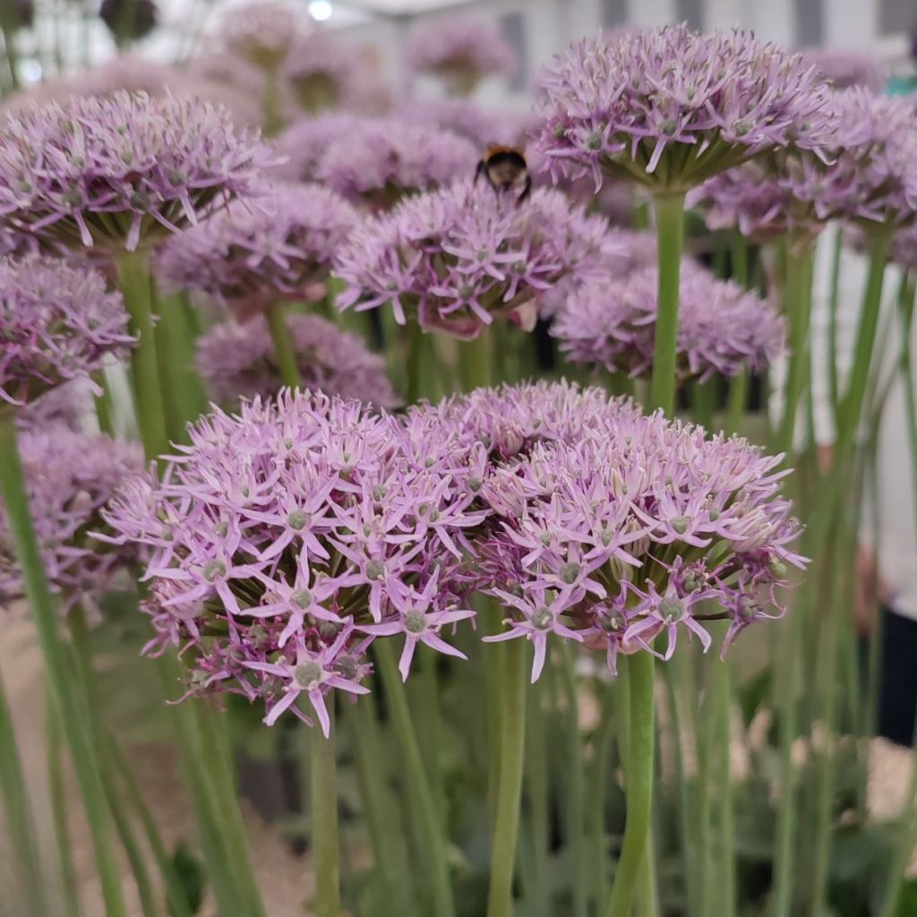 Allium New York - Zierlauch