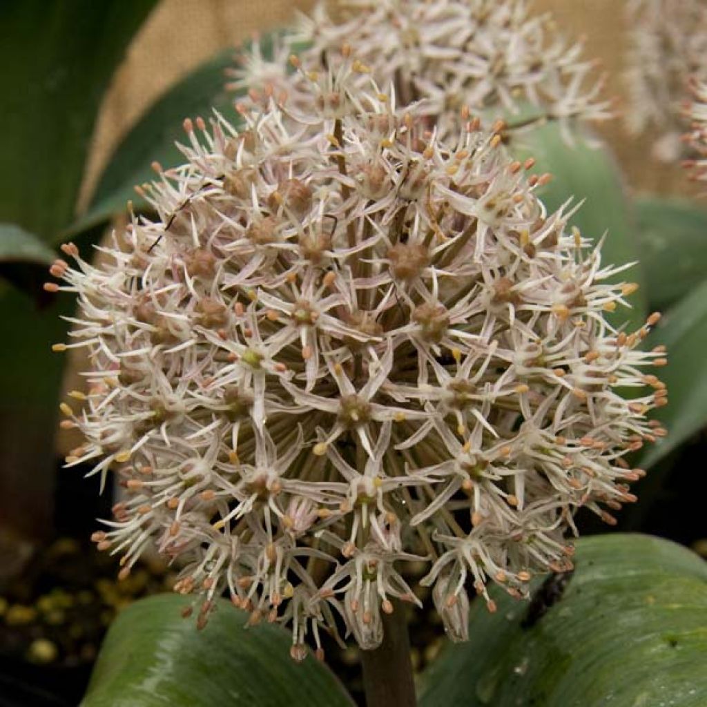 Allium karataviense - Turkestan Onion, Ornamental Onion