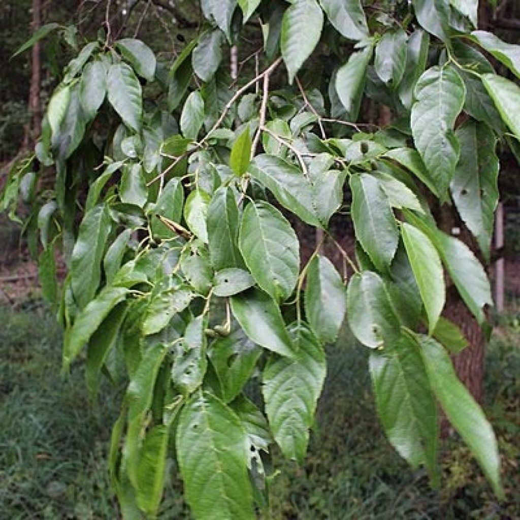 Alnus spaethii - Spaeths Erle