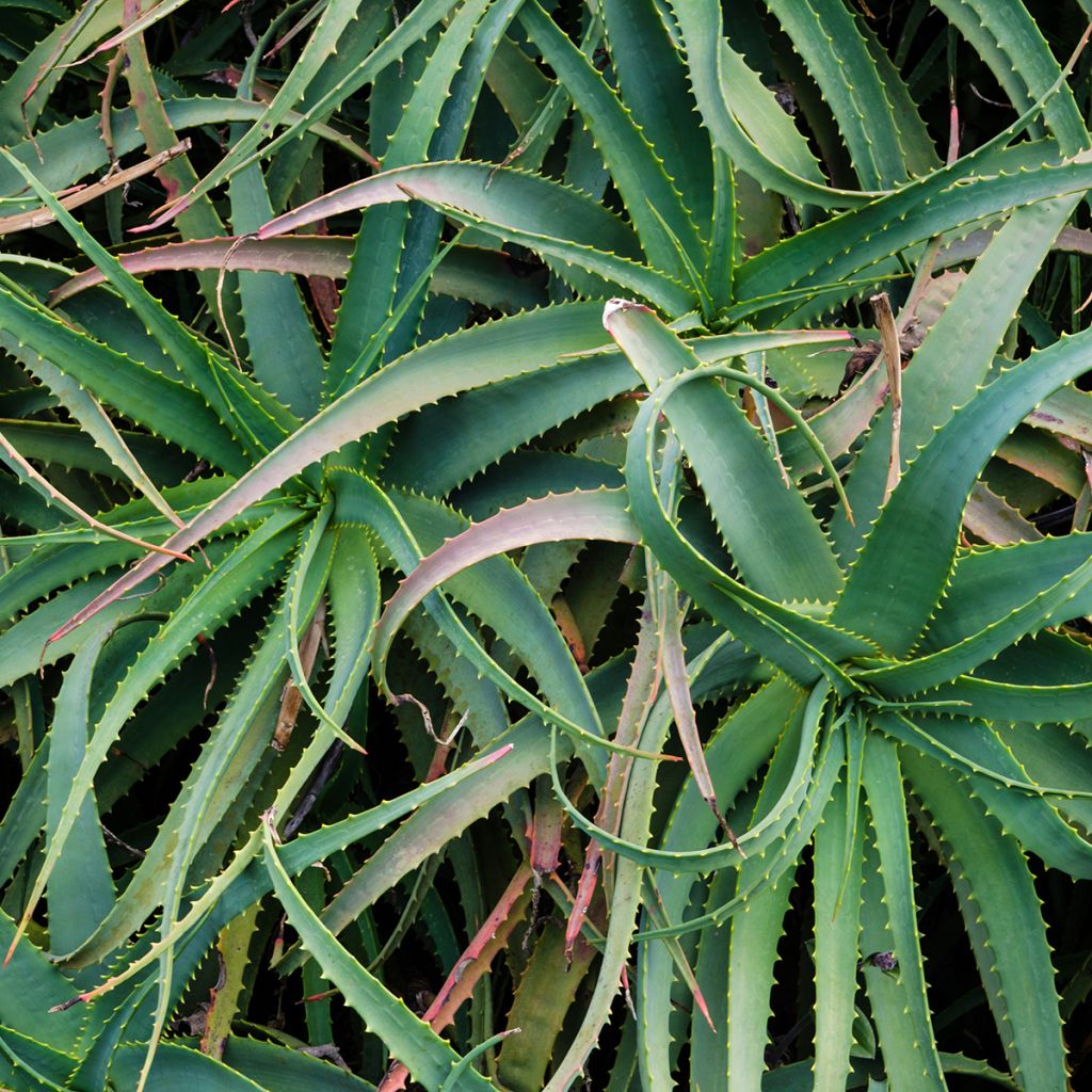 Aloe arborescens - Brand-Aloe