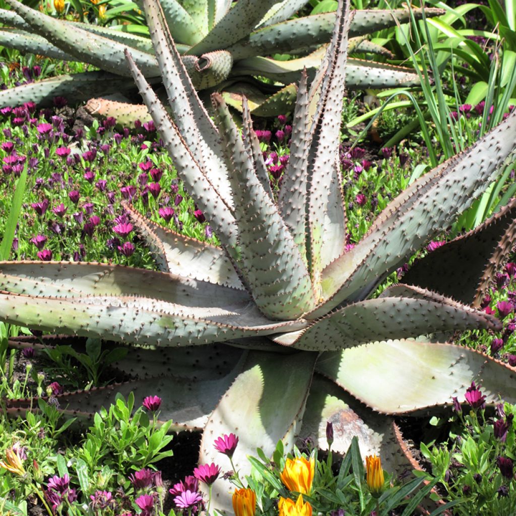 Aloe marlothii