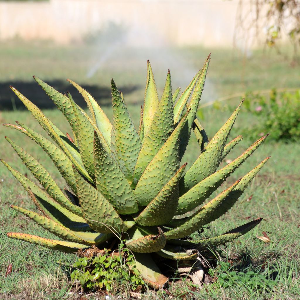 Aloe marlothii