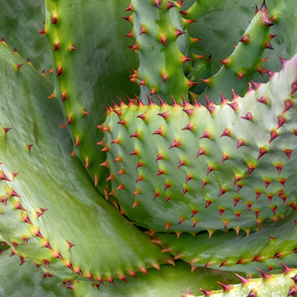 Aloe marlothii