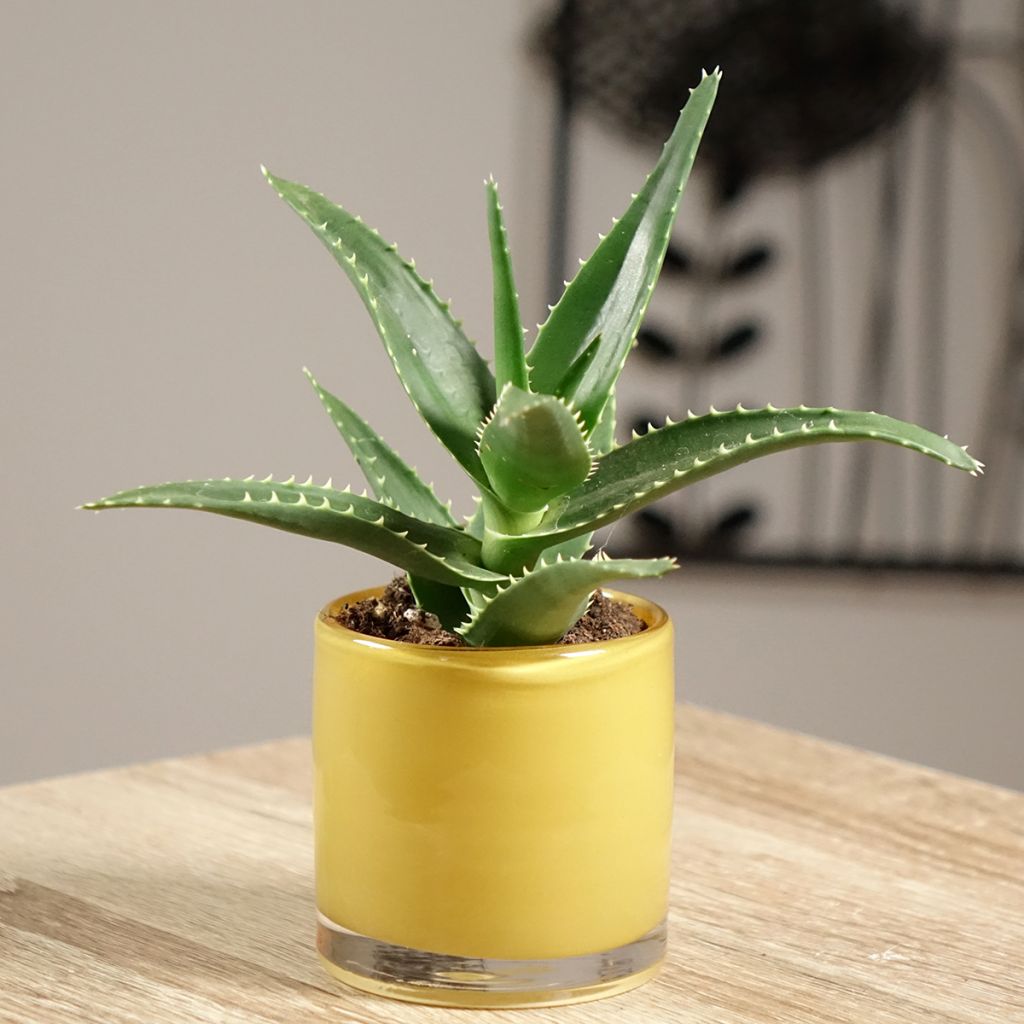 Aloe perfoliata - Schuttaloe