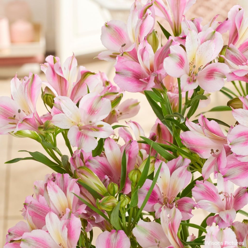 Alstroemeria Duchesses d'Anjou Emilie - Inkalilie