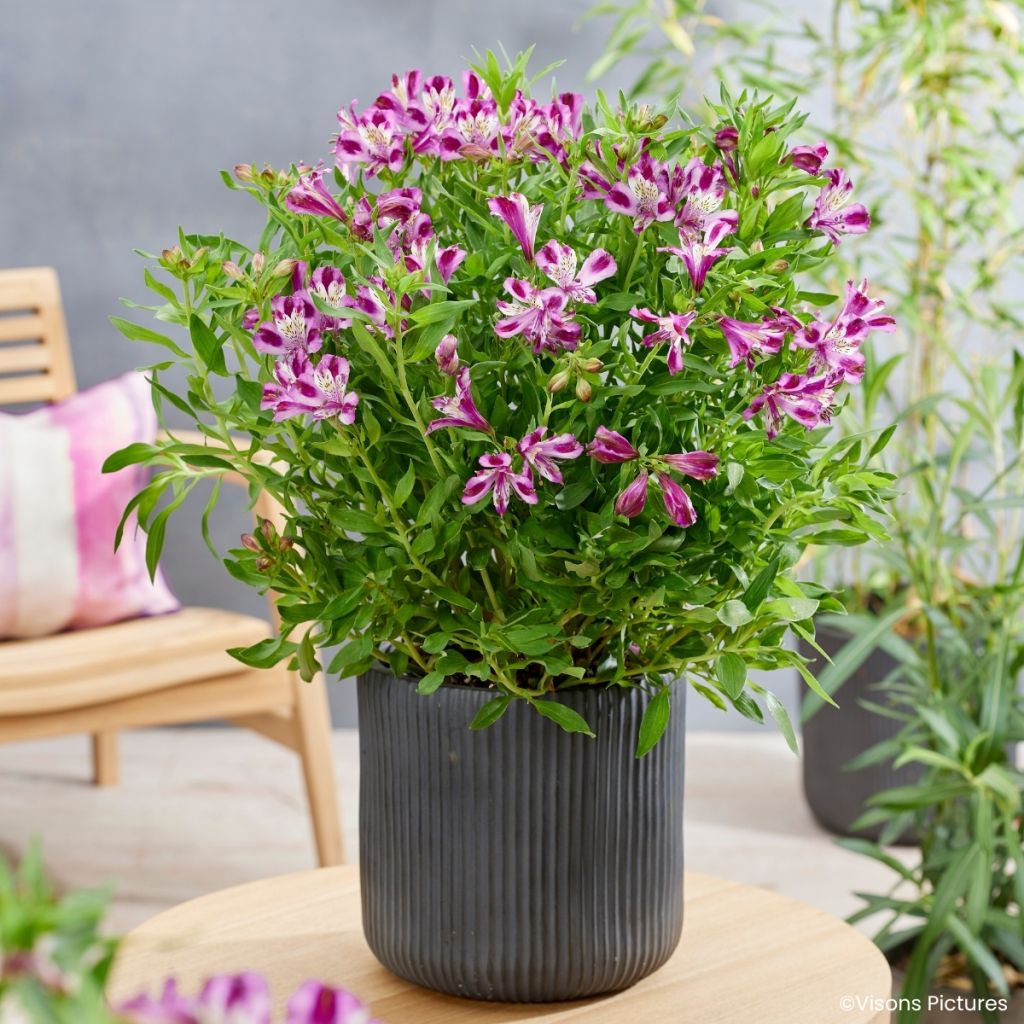 Alstroemeria Duchesses d'Anjou Valentine - Inkalilie