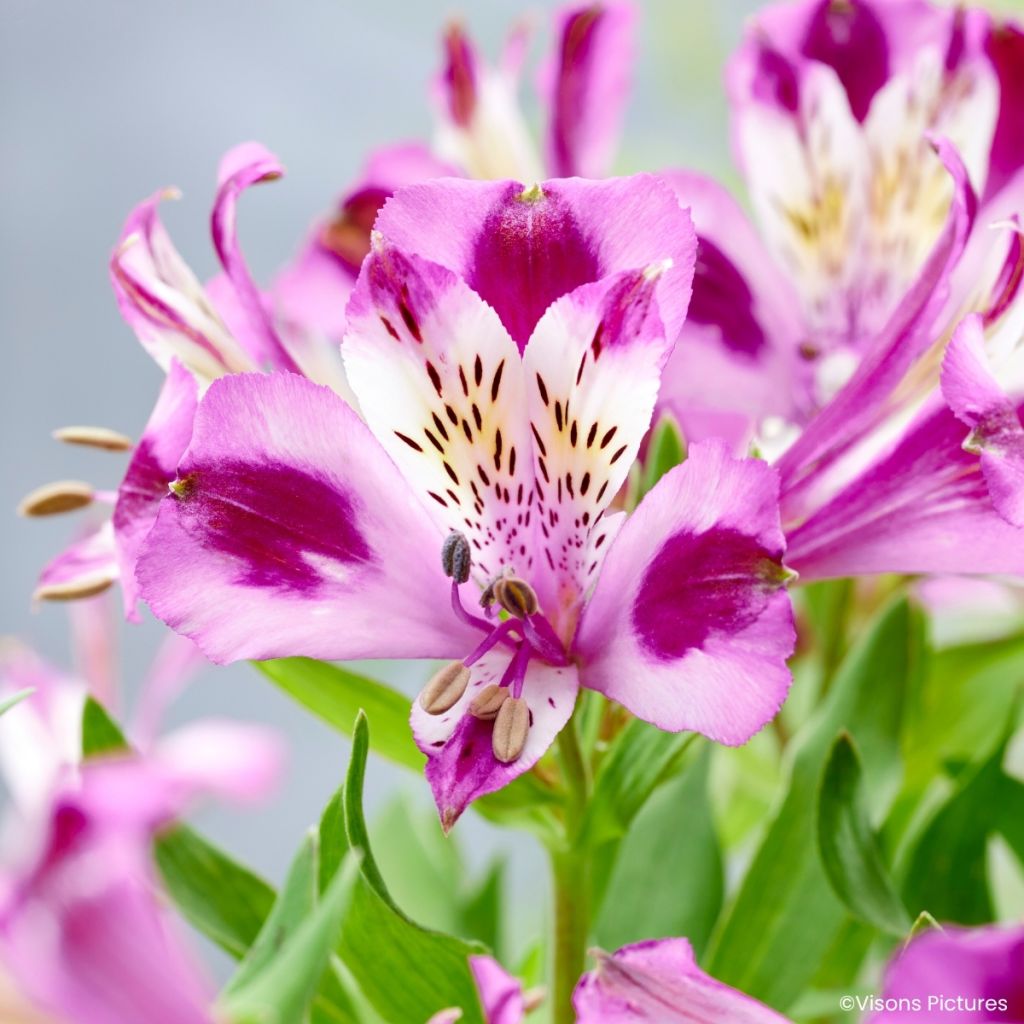 Alstroemeria Duchesses d'Anjou Valentine - Inkalilie