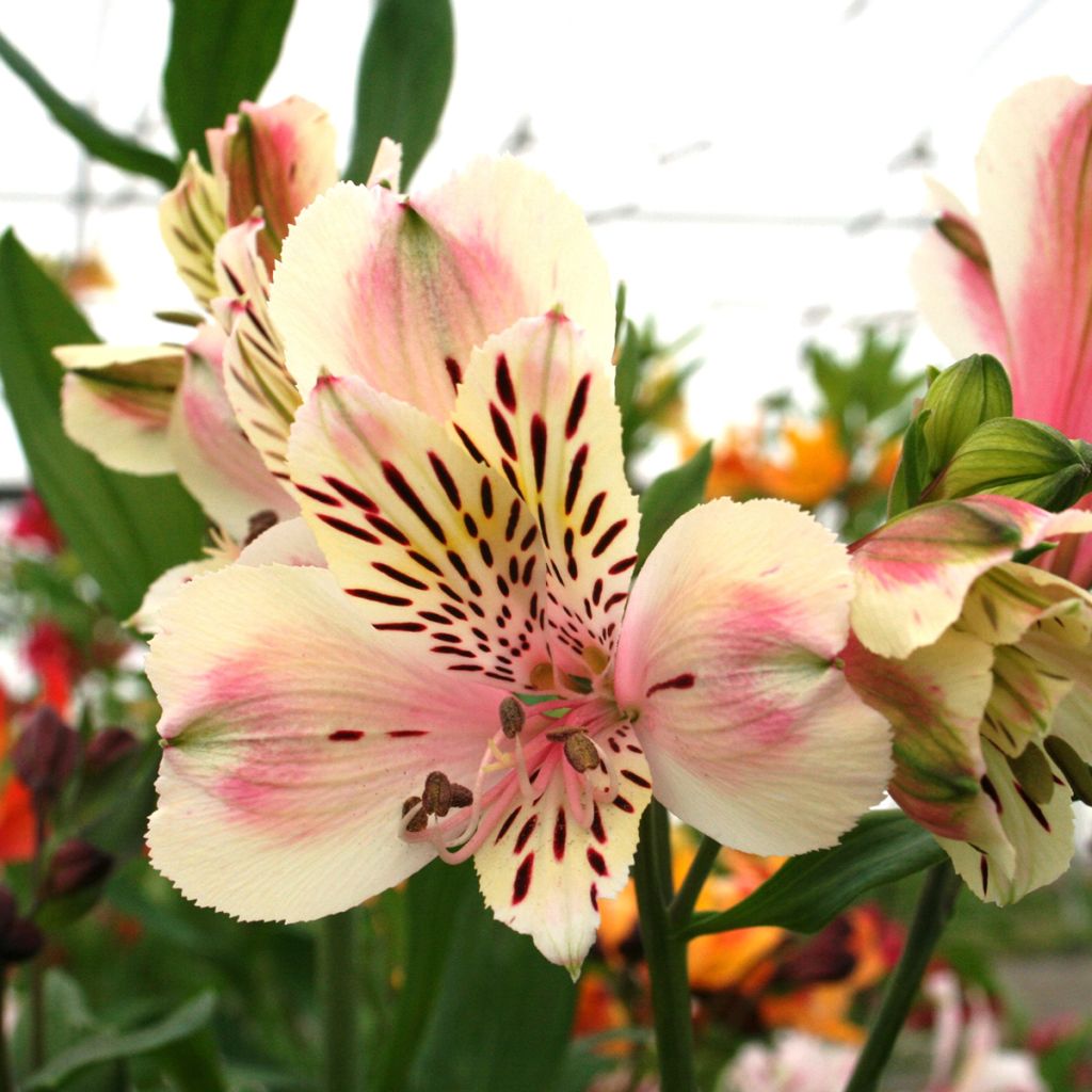Alstroemeria Majestic Breze - Inkalilie