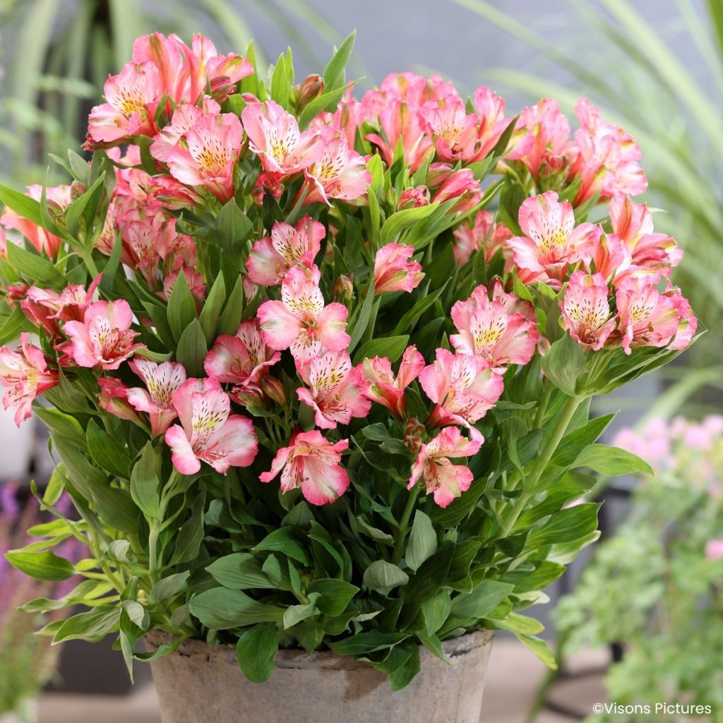 Alstroemeria Pitchounes Charlotte - Inkalilie