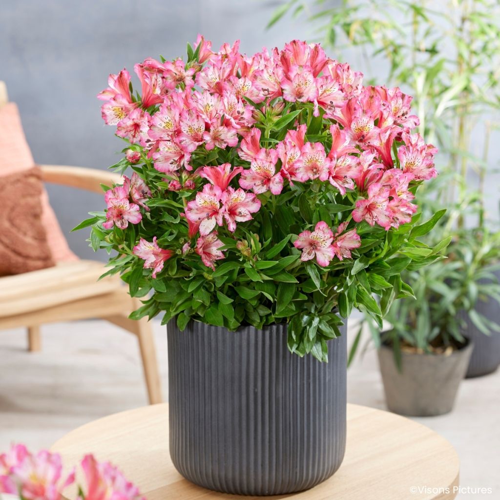 Alstroemeria Pitchounes Charlotte - Inkalilie