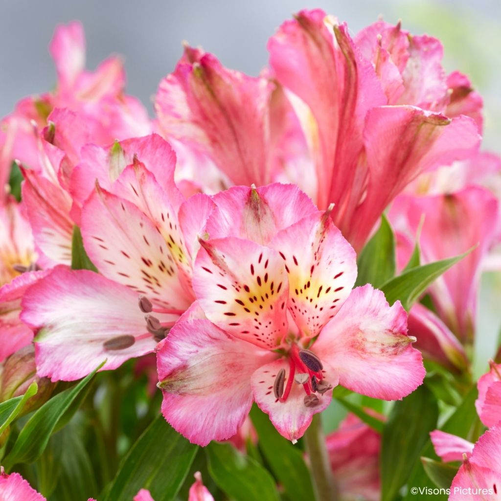 Alstroemeria Pitchounes Charlotte - Inkalilie