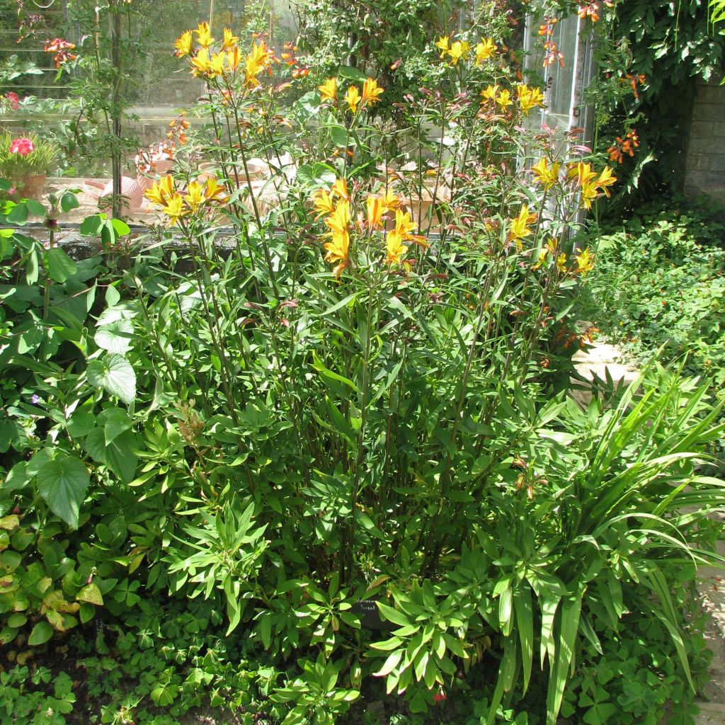 Alstroemeria Sweet Laura - Lys des Incas