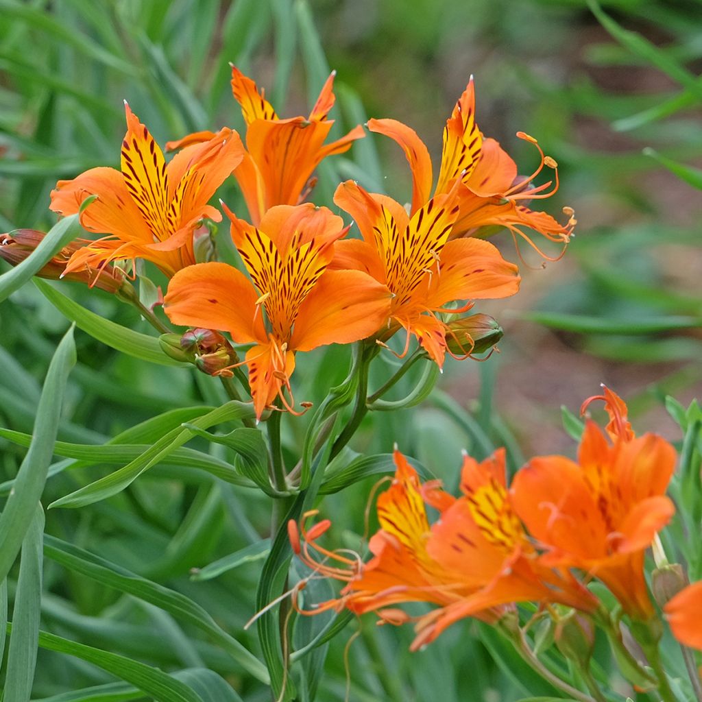 Alstroemeria aurantiaca Orange King - Inkalilie