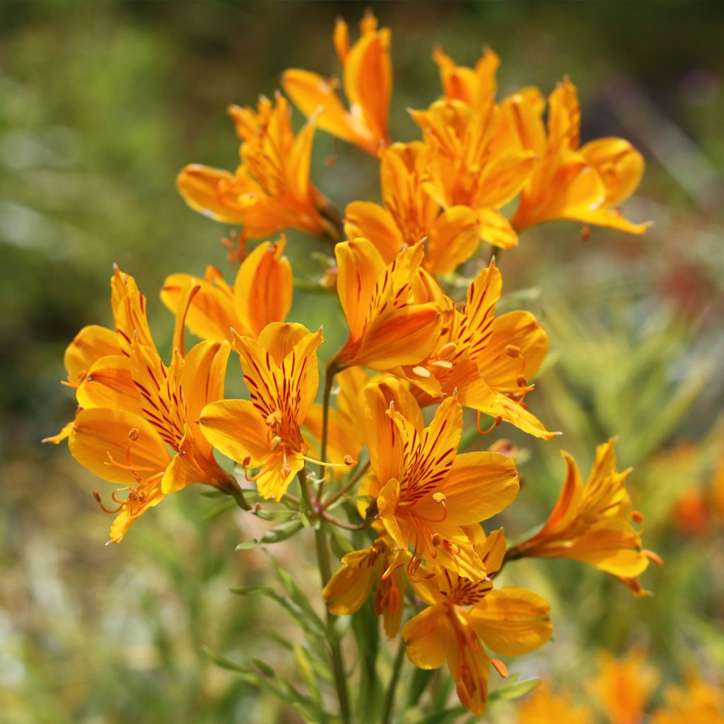 Alstroemeria aurantiaca Orange King - Inkalilie