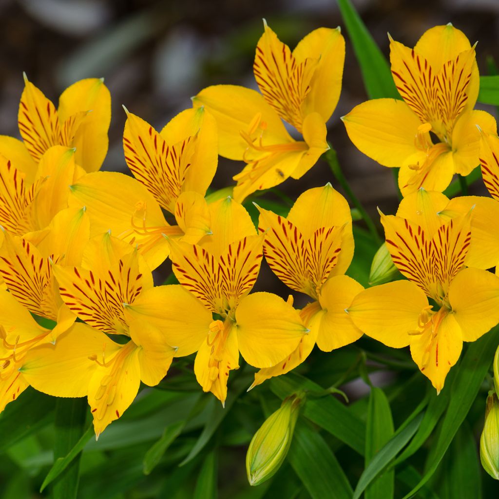 Alstroemeria aurea Lutea - Inkalilie