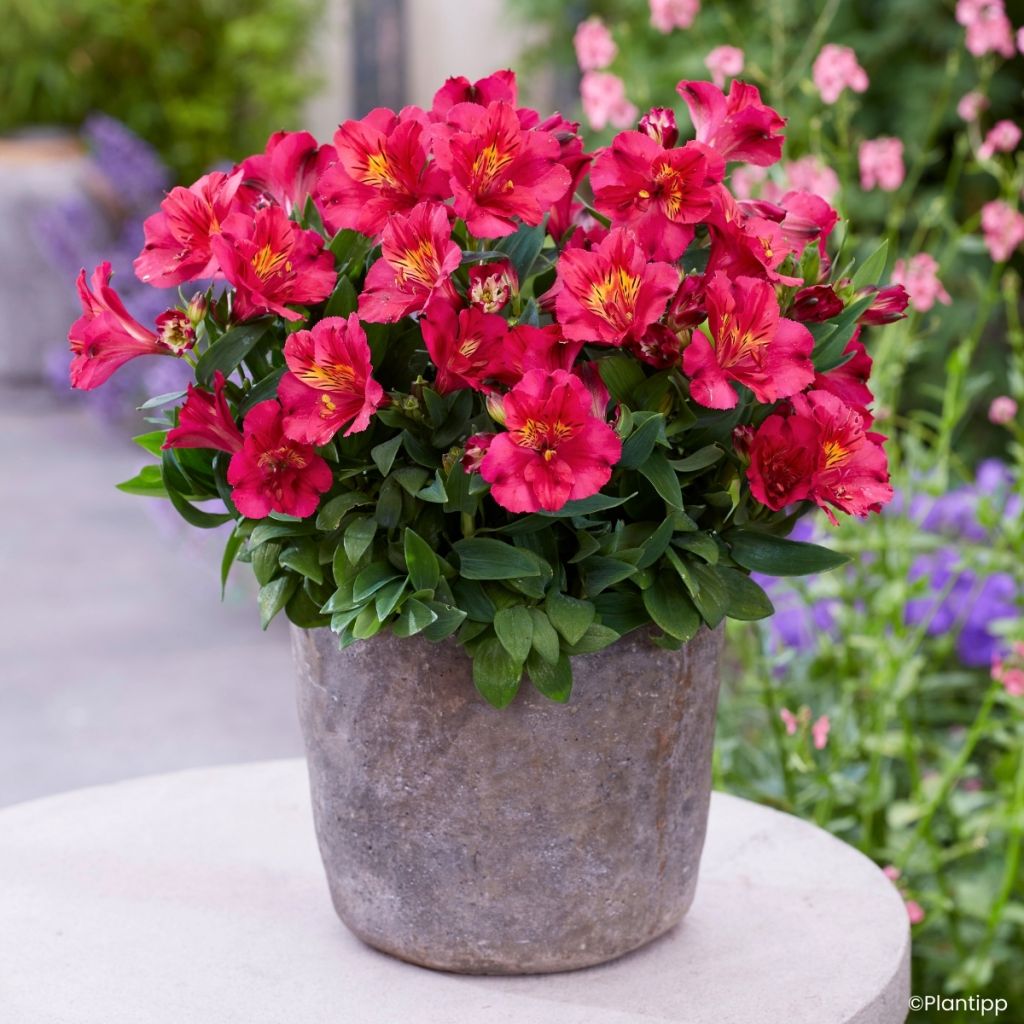 Alstroemeria Incalys Cherry - Inkalilie