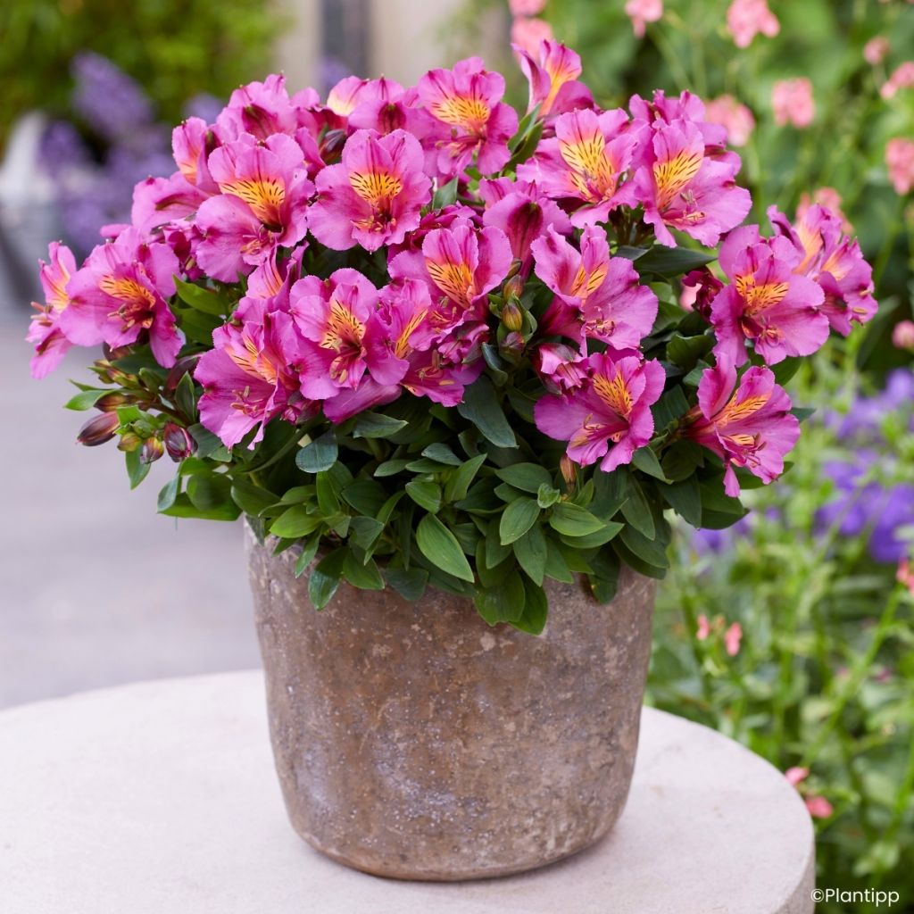 Alstroemeria Incalys Purple - Inkalilie